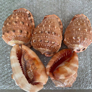 Concha Marina decorativa de Vietnam, artesanía en espiral Natural para accesorios de bricolaje y diseño de adorno náutico para el hogar - Product Image 1