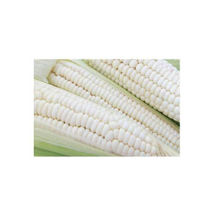 Suministro de maíz blanco al por mayor directamente de los principales productores - Product Image 1