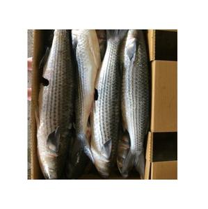 Mullet Congelado, Eviscerado, Mullet Gris - Pescado Congelado de China |   Mullet Gris - Product Image 5