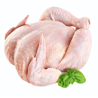 Cuerpo de Pollo Congelado de Alta Calidad Halal en Caja con Vitaminas al Mejor Precio