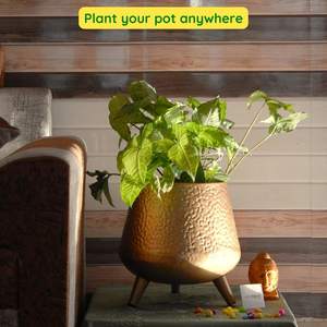 Macetas de hierbas de Metal de hierro de imitación antiguas, decoración de jardín de cocina ligera, diseño de grabado tallado, alta demanda, India, venta al por mayor - Product Image 5