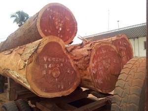 Freshly Harvested Merbau <b>Logs</b> for Furniture Industry & DIY Projects-Luxury Timber for Heavy Duty Applications - Product Image 4
