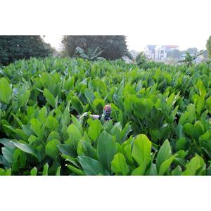 Envoltura de alimentos reemplaza a las bolsas de plástico, respetuoso con el medio ambiente/100% libre de impuestos - Product Image 6