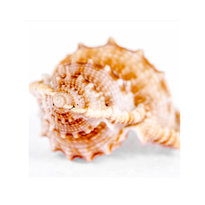 SEASHELL MULTICOLORE USINE PRIX DIRECT BON MARCHÉ VENTE STYLE NORDIQUE SEASHELL NATUREL BLANC JAUNE COULEUR MARINE ARTISANAT EN GROS - Product Image 1