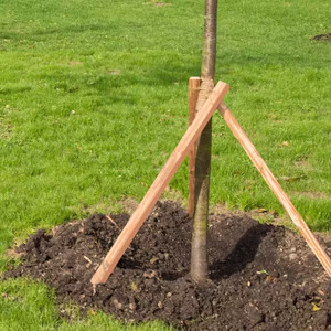 Piquets ronds en bois naturel pour le soutien des plantes de jardin, piquets en bois pour plantes, jardinage, aménagement paysager, pépinière, agriculture, décoration extérieure - Product Image 5