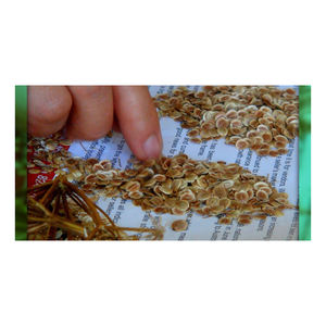 Semillas de chirivía naturales secas a la venta - Product Image 5