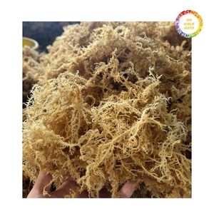 Proveedor Confiable de Musgo Irlandés Seco que Ofrece Suministro al por Mayor y Exportación, Tipo de Cultivo Común, Empaquetado a Granel - Product Image 2