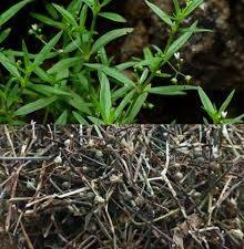 ชาสมุนไพรเฮดิโอติส ดิฟฟูซ่า วิลด์ แบบแห้ง เกรดอาหาร และการใช้ในการแปรรูปแบบดั้งเดิม - Product Image 4