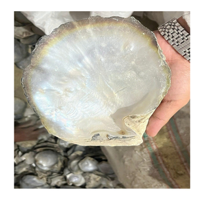 Coquillages de nacre luxueux de qualité supérieure, prix bon marché, élégance naturelle-parfait pour l'artisanat de qualité supérieure - Product Image 3