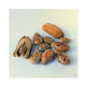 เมล็ดละหุ่งจำนวนมากรับประกันการจัดส่งที่รวดเร็วและพร้อมส่งออก - Product Image 3