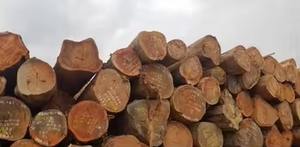 Bûches de bois d'acajou exceptionnellement polyvalentes Qualité d'exportation 10 caractéristiques fascinantes - Product Image 2