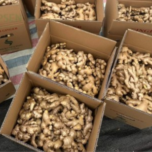 Gingembre frais de qualité supérieure pour l'exportation | Origine du Vietnam à prix compétitif - Product Image 2