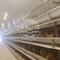 Équipement de cage à poules pondeuses de type H, système automatique de collecte des œufs et d'alimentation pour les fermes