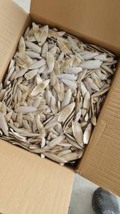 Origine du Vietnam prix de gros os de seiche séchés Os de seiche séché au soleil naturel approvisionnement en vrac quantité - Product Image 6