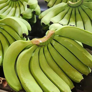 Bananes Fraîches de Haute Qualité Exportées Fabriquées à Partir de Fruits Tropicaux pour le Commerce de Détail au Vietnam par 99 Gold Data - Product Image 1