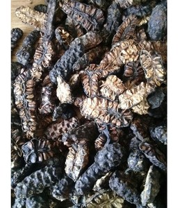 Noni séché prêt à l'exportation du Vietnam-Morinda Citrifolia 100% naturelle, tranches de noni sec en gros à des prix abordables - Product Image 4