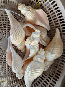 Coquillages à lipettes multiples Coquillages de mer naturels Style glacé - Product Image 6