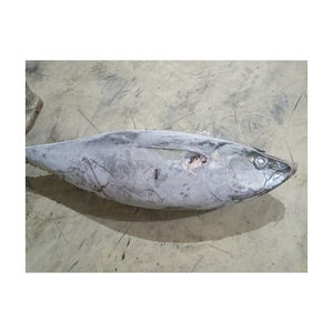 ปลาทูน่าหางเหลืองแช่แข็งราคาถูก เหมาะสำหรับการซื้อขายจำนวนมากและการจัดหาที่เชื่อถือได้ - Product Image 1