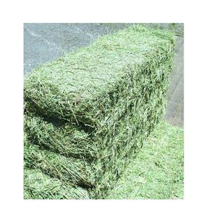 Foin de luzerne à vendre Foin vert riche en nutriments pour l'alimentation du bétail disponible en vrac maintenant à très bas prix - Product Image 1