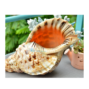Decoración de amonita de Tritón de concha/trompeta enorme-Concha de Caracol grande para decoración-Concha marina a granel para manualidades - Product Image 6