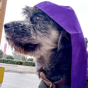 Impermeable para Perros de Algodón de Alta Calidad, Moderno, con Capucha, Ligero, Reflectante, Chaqueta para Lluvia - Product Image 4