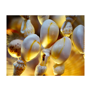 Conchas de caracol de LIMPET pulidas/conchas marinas de Lapa grande para arte de concha, regalos de recuerdo de playa para la satisfacción del cliente - Product Image 1