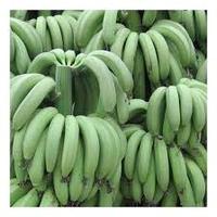 Plátanos Verdes Orgánicos de Calidad de Exportación, Variedad Cavendish, 20 kg, Listos para Cadena de Frío