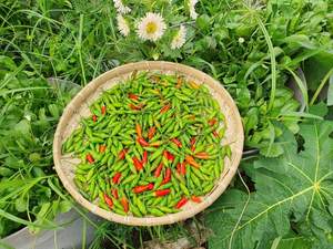 Chili fresco congelado Premium orgánico de alto grado Chile agricultura hierbas de Vietnam fabricante - Product Image 4