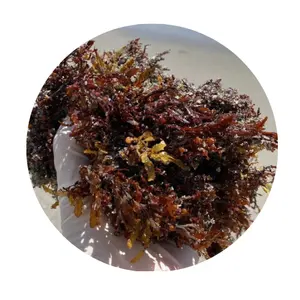 אצות ים סרגסום מיובש באיכות גבוהה ובמחיר הטוב ביותר עם כמות גדולה זמינה לייצוא מווייטנאם