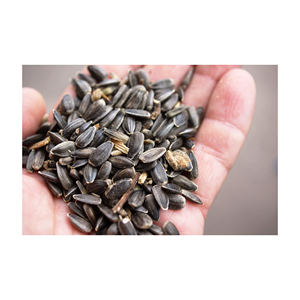 เมล็ดทานตะวันดำธรรมชาติ ขนาดใหญ่ เกรด A 601 ราคาถูก คุณภาพสูง ขายส่งจำนวนมาก - Product Image 5