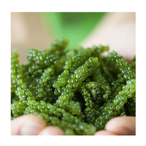 Vente en gros de raisins de mer caviar vert séché aux algues texture croustillante parfaite pour la salade meilleur prix du Vietnam - Product Image 4