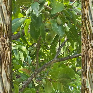 Producto de agricultura Himej negro de Mother of Herb - Product Image 2