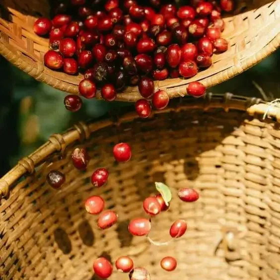 Vietnam Robusta yeşil kahve çekirdekleri-Vietnam tarafından yüksek kaliteli Robusta kahve iyi fiyat-S16/S18