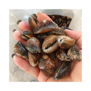 Escargot/coquillage Collection Cowry Escargot Article artisanal naturel pour intérieurs côtiers et idées cadeaux durables - Product Image 6