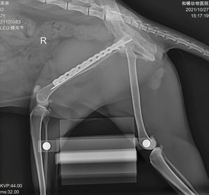 可靠的兽医DR <span class=keywords><strong>x</strong></span>射线扫描仪高频成像系统，用于准确的医学诊断 - Product Image 5