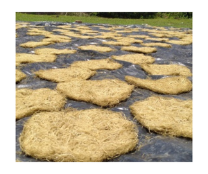 Exportation du Vietnam en vrac de mousse de mer séchée Cottonii Premium Natural Pure Wildcrafted Vegan Sans OGM Sans Gluten Superfood Wholesale Suppl - Product Image 1