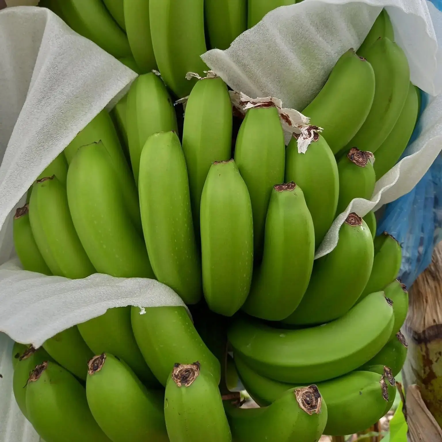 Pisang segar budidaya pisang hijau & kuning dengan harga pabrik berasal dari Amerika Selatan
