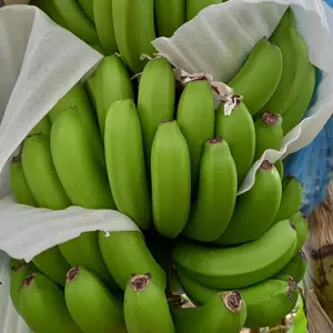 Fresh Banana Cultivated Green & Yellow Banana With Factory Price Originated From South America