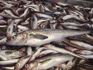 Premium Quality Fresh Alaskan Pollock Fish Frozen Alaska Pollock Fish - Product Image 5