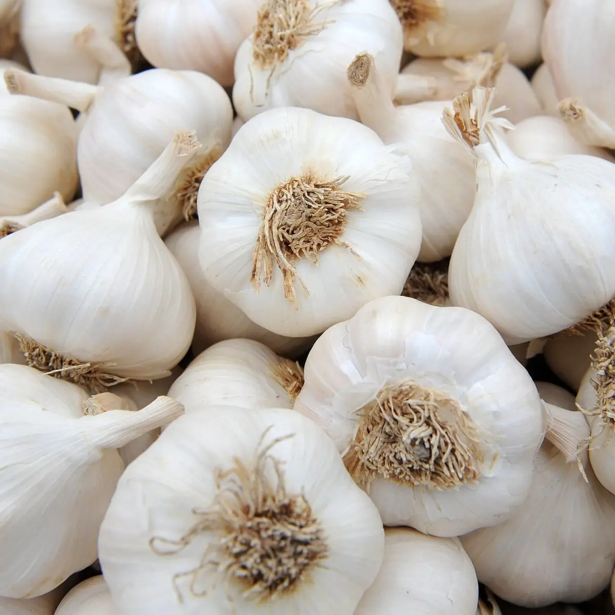 Ajo Brasil ajo blanco puro fresco para verduras frescas al por mayor en bolsas de malla de 20kg/cartones precio de fábrica ajo blanco fresco