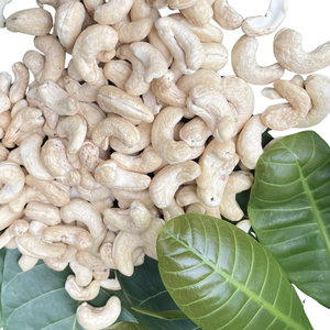 เม็ดมะม่วงหิมพานต์แบบสด Ww180 Ww240ไม่ต้องเสียภาษีเม็ดมะม่วงหิมพานต์จากเวียดนาม Ww320 - Product Image 1