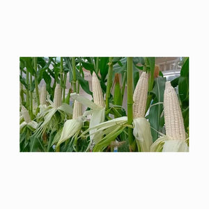 Maíz de maíz blanco no OGM/maíz blanco maíz secado al aire maíz en venta 50kg embalaje - Product Image 1