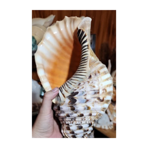 Conque/Trompette Triton Ammonite Décoration-Grande coquille d'escargot pour la décoration-Coquillage en vrac pour l'artisanat - Product Image 6