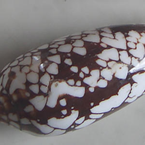 Conus Aulicus SEASHELL BIJOUX Conidae Conus Shell Motif Poli Technique Mixte Taille 6-8cm - Product Image 3