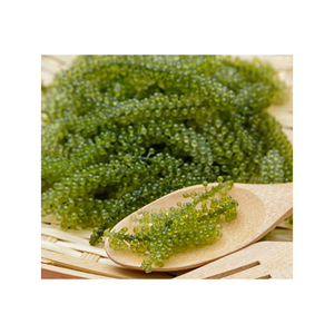 Raisin de mer ou algue de raisin salée naturelle DE 99GD VIETNAM PRODUIT DE HAUTE QUALITÉ À PRIX CONCURRENTIEL - Product Image 2