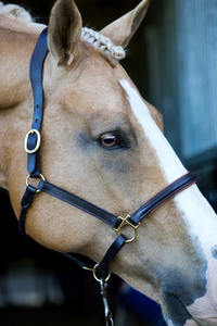 Bella เสื้อคล้องคอหนังนิ่มดีไซน์เป็นมิตรต่อสิ่งแวดล้อม - Product Image 6