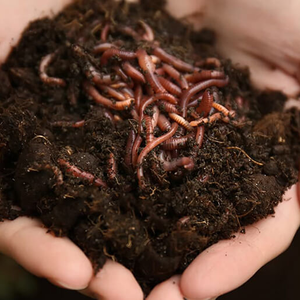 Engrais Vermicompost Naturel Pur-Compost Eco Worm Castings Compost pour une meilleure santé du sol et des pratiques agricoles durables - Product Image 4