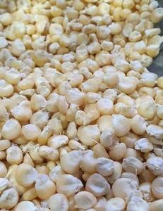 Approvisionnement en gros de maïs blanc biologique non OGM de première qualité, grains séchés, triés et nettoyés pour la consommation humaine, destiné à l'exportation - Product Image 3