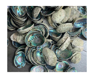 Coquille d'ormeau bleu de haute qualité du Vietnam en gros coquillage brut en nacre avec côtés polis - Product Image 6