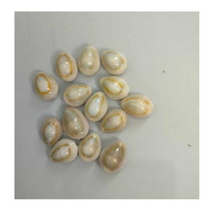 Coquille cauri de couleur mélangée de l'usine du Vietnam pour les créations artistiques fournies par l'exportateur de coquille de cauri 99 Gold Data - Product Image 2